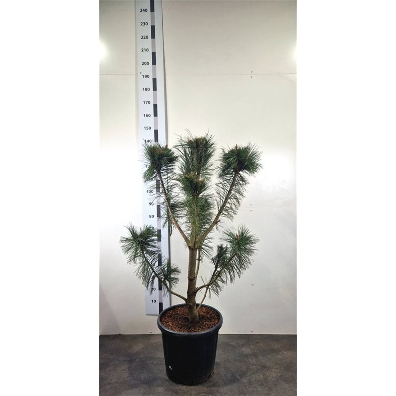 Flexibarrtall – Pinus flexilis 'Vanderwolf's Pyramid' - 120-140 CM Bonsai Cont.